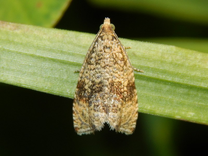 Celipha lacunana